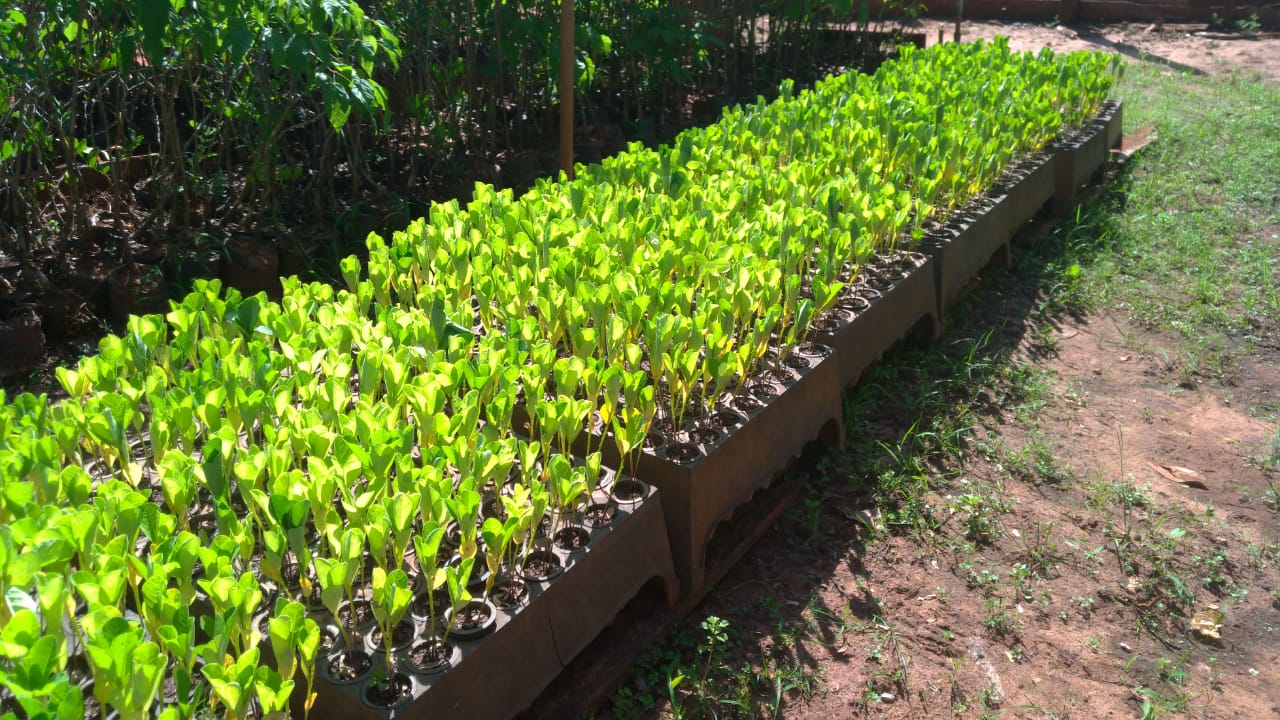 Informação - Crotalárias 